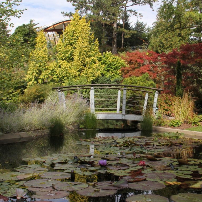 View of footbridge over Rock Garden's water feature with lily pads and water lilies