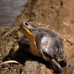Blanding's Turtle Blanding's Turtle