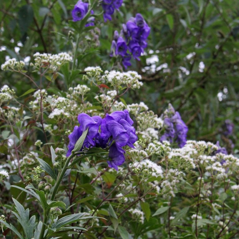 blue-purple hood-shaped blooms of Monkshood blooming tall