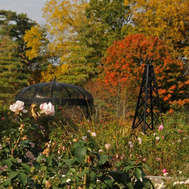 rose garden with bright blooms in the fall