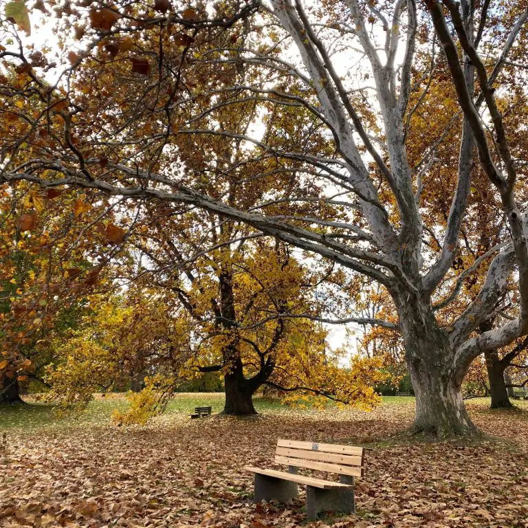 Arboretum during late fall with leave all over the ground