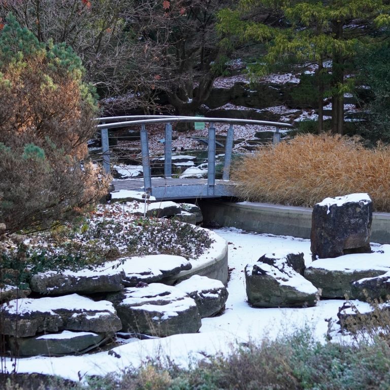 A serene winter garden scene with a small metal bridge spanning a partially frozen pond. Snow lightly dusts the rocks, plants, and ground. Golden ornamental grasses and evergreen trees add texture, while bare branches hint at the season. Red roses peek through the foreground.