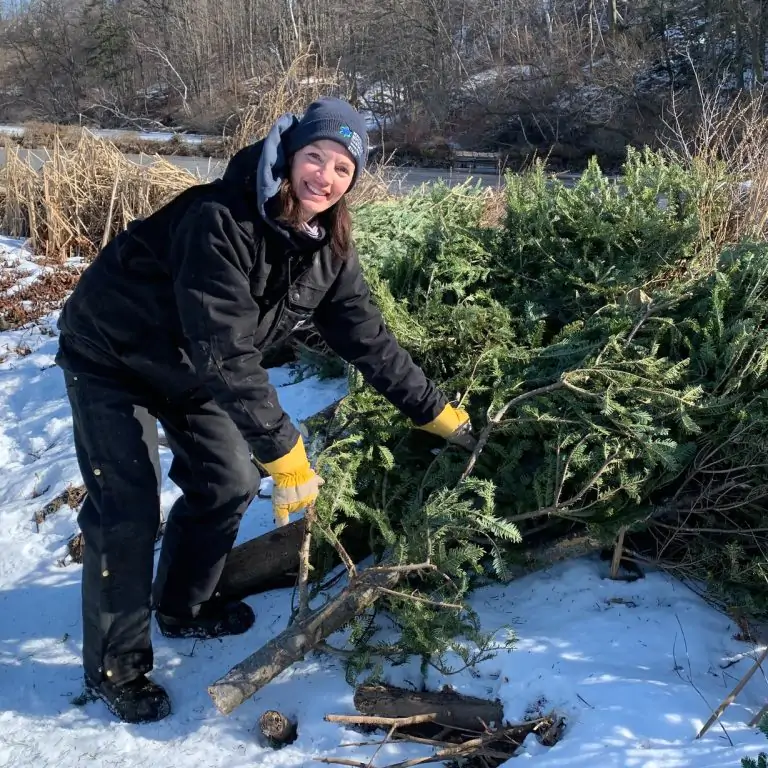 RBG Staff member placing a christmas tree along the berm as part of a wetland restoration project