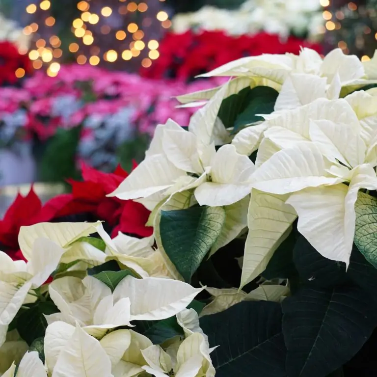 white poinsettia in the foreground as part of the Breezeway display. Pink and red poinsettia are planted in the background.