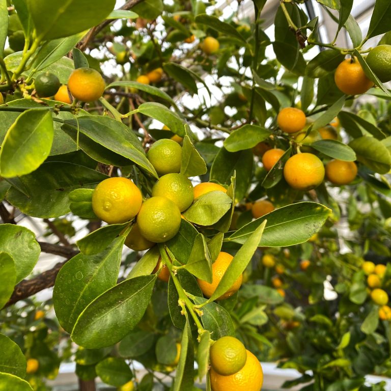 citrus tree full of ripening calamondin oranges