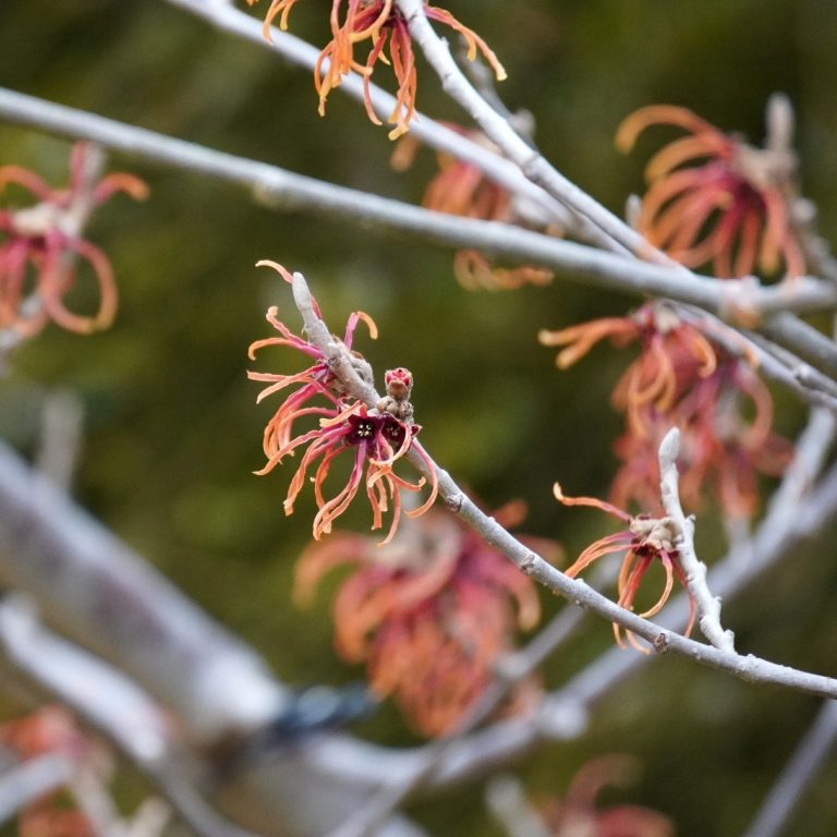 bicolored witch-hazel flower, being reddish at the base but changing to more of an orange yellow at the tip