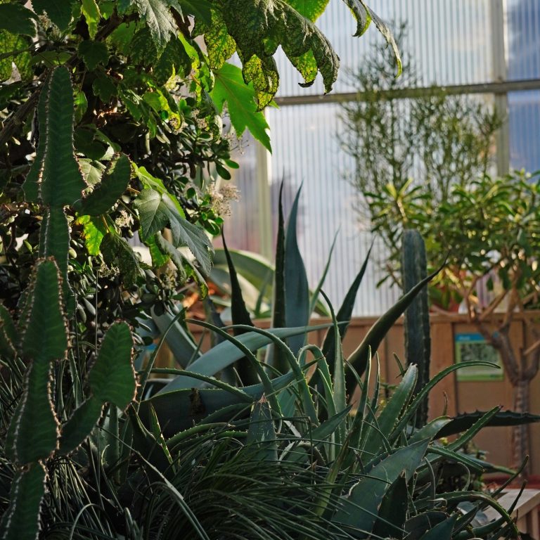 various cacti and succulents displayed in the collection inside RBG Centre