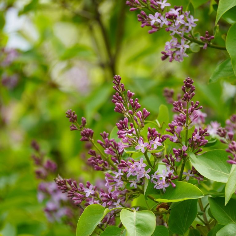 early lilacs beginning to bloom at the Arboretum