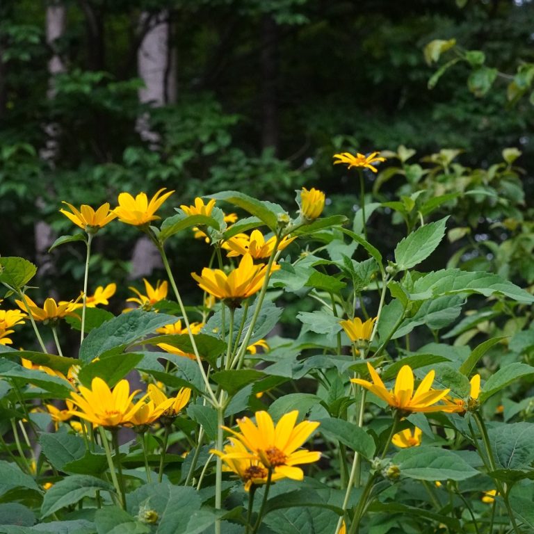 smooth oxeye flowers along the trail