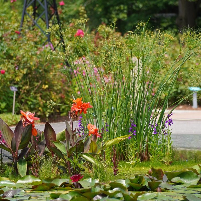 Reflecting Pond aquatic plants with water lilies and canna lilies