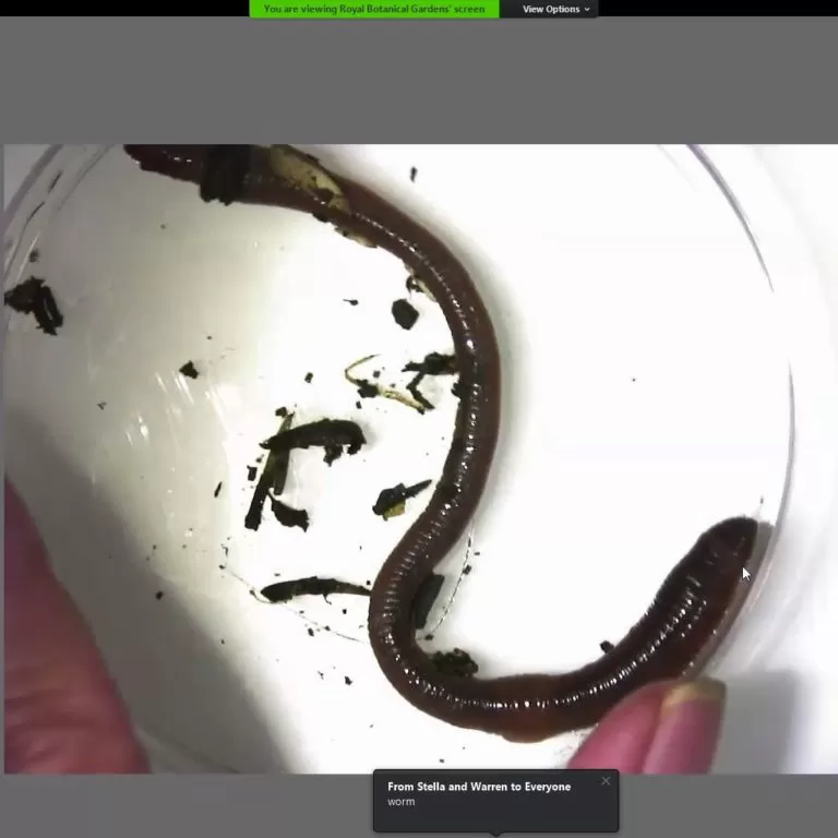 worm in dish on video call
