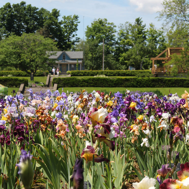 Iris Beds At Laking Garden In Bloom