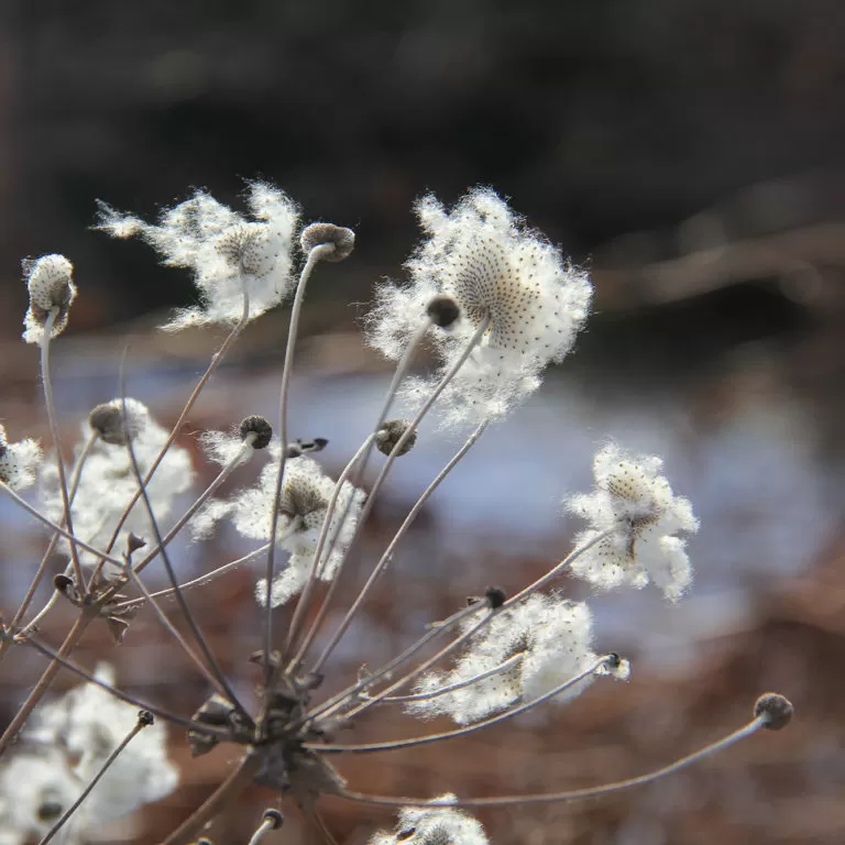 Japanese Anemone Plant With White Seedheads In Winter