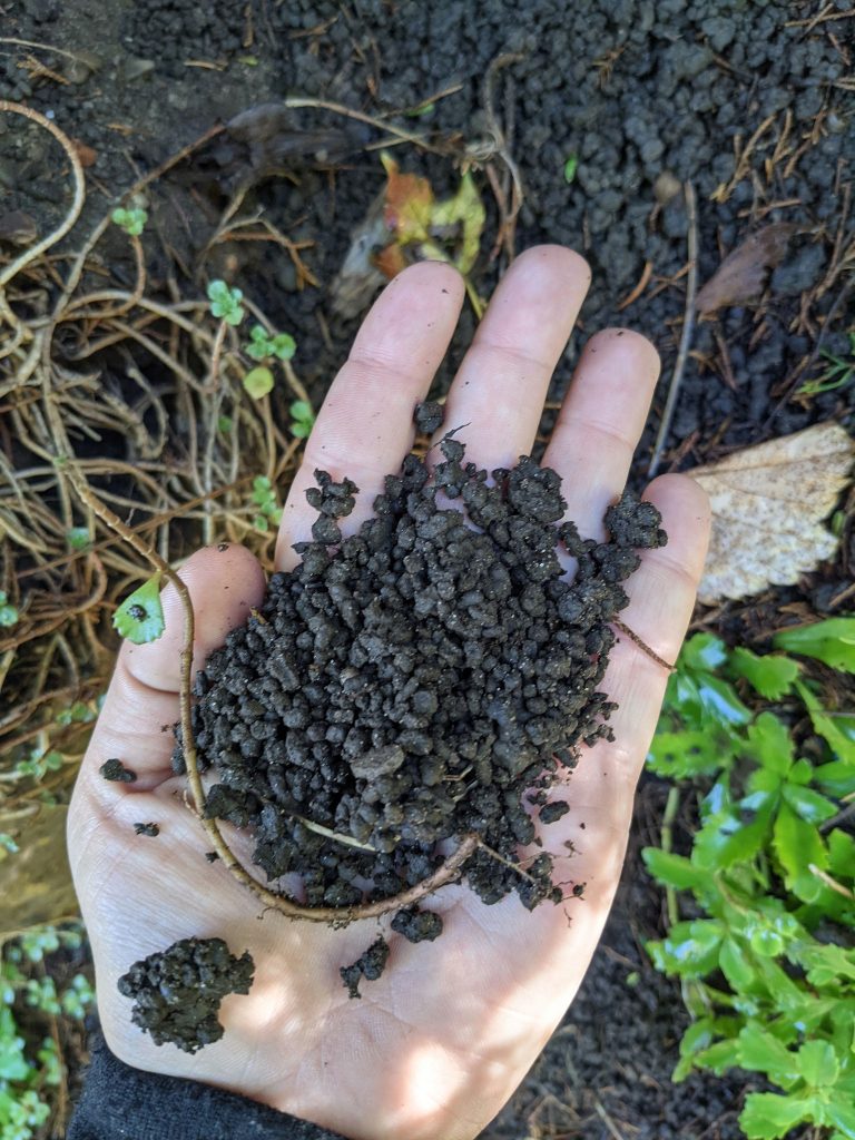 Invasive Jumping Worms How to Identify & What to Do Royal Botanical