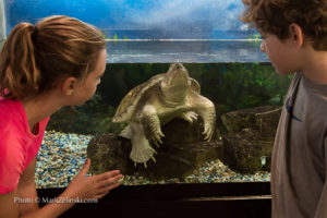 kids-watching-snapping-turtle-in-tank-credit-markzelinski.com Kids Watching Snapping Turtle In Tank Credit Markzelinski.com