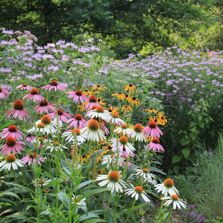 A garden bed full of white and pink coneflower plants, with large groupings of bee balm and black-eyed susan in the background