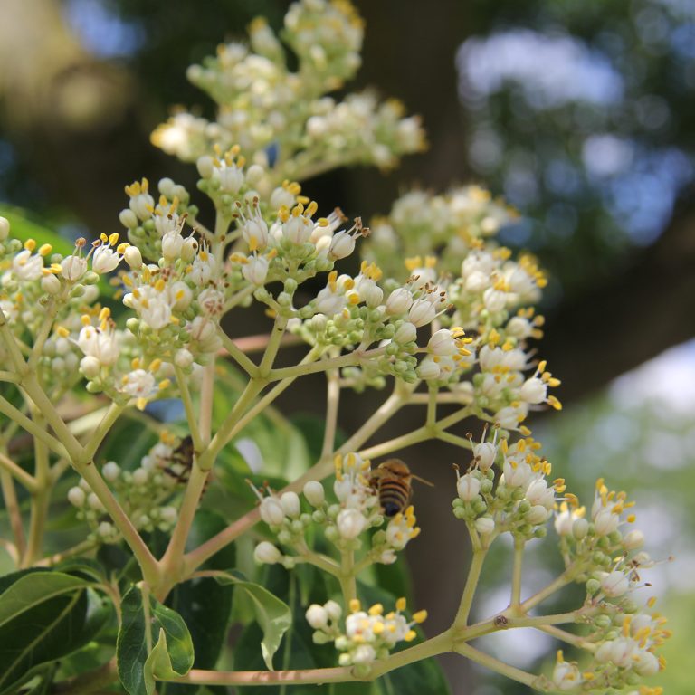 Tiny round, white blooms form compacted groups on a single stem of the evodia tree, full of tiny bees