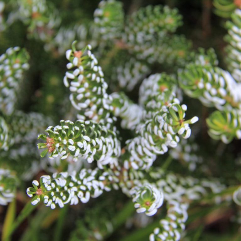 Cluster of rounded fir needle structures tipped in white
