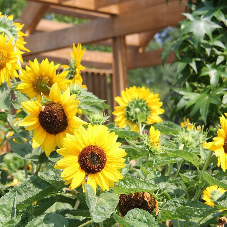 A large group of sunflowers grow in front of a wooden pergola structure
