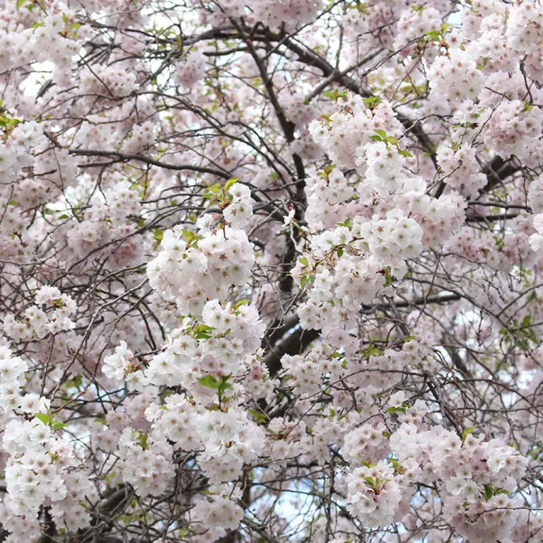 Large Bunch Of Flowering Cherry Blossoms On Branch