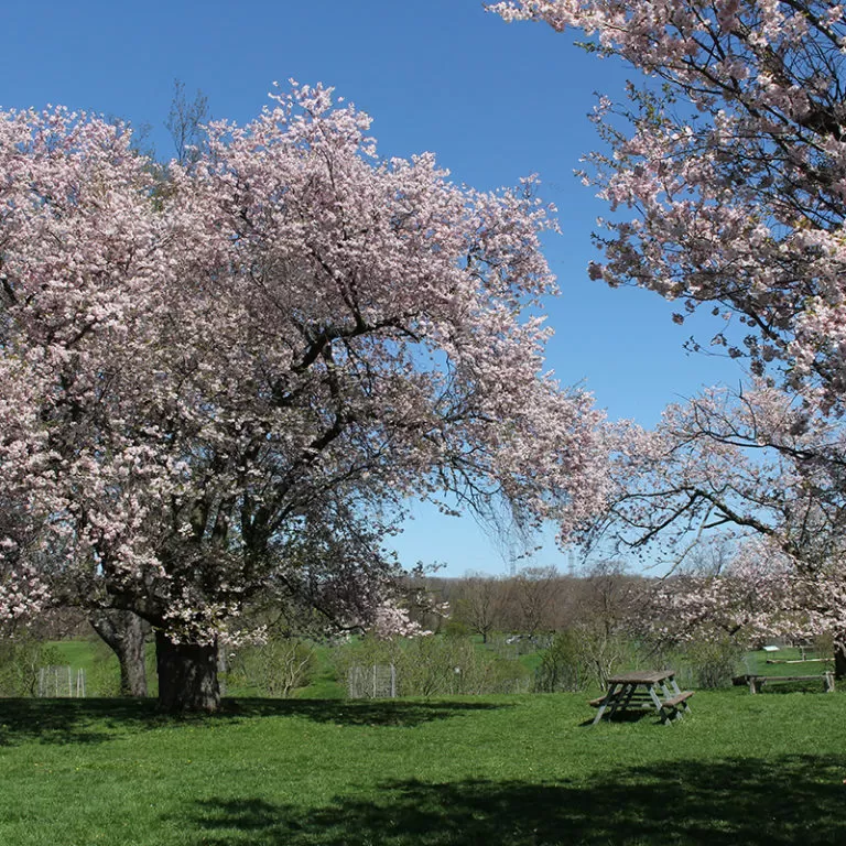 Large Sakura Flowering Cherry Trees In Bloom