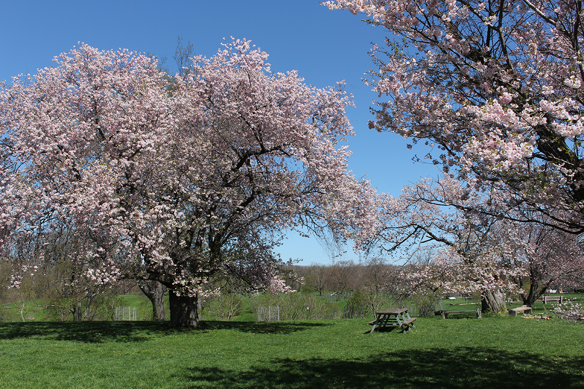 Large Sakura Flowering Cherry Trees In Bloom