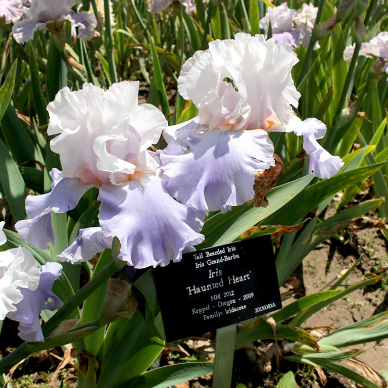 Light Purple Iris With Plant Label