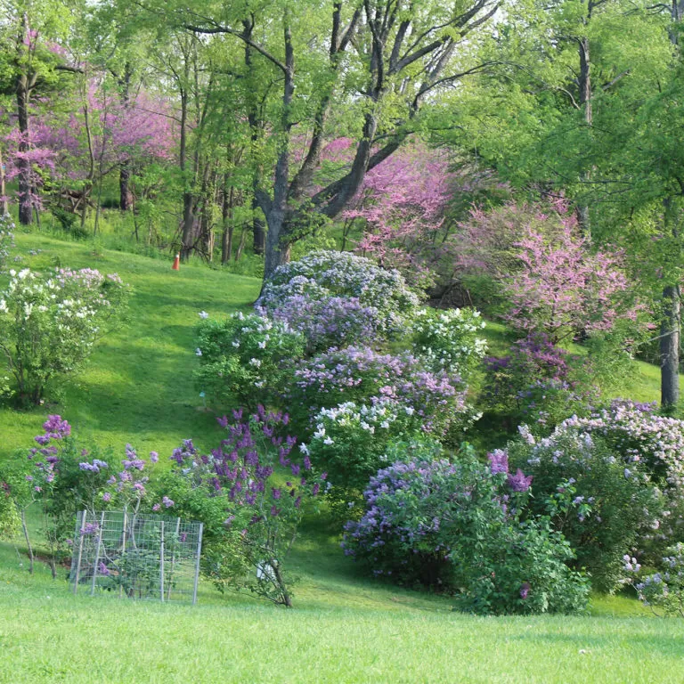 Lilac Collection In Bloom Climbing Up Hill Arboretum