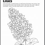 lilac-colouring-sheet Lilac Colouring Sheet