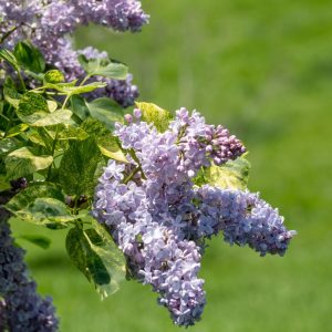 lilacs-may19 (1) light purple lilac with variegated leaves at peak bloom