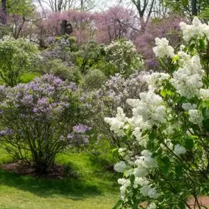 lilacs-may19 lilac dell at full bloom