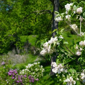 Lilac shrub with white blooms in the foreground, showing subtle signs of being past peak bloom.