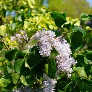 lilacs blooming with slight sun scorching
