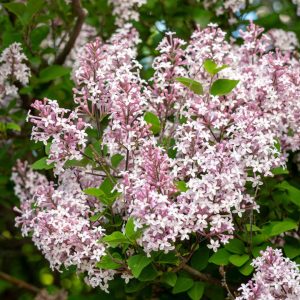 close up of little-leaf lilac ' Superba' in full bloom