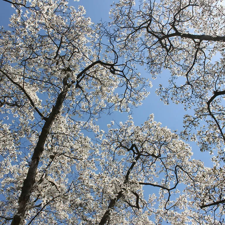 Looking Up At Magnolia Trees Blooming