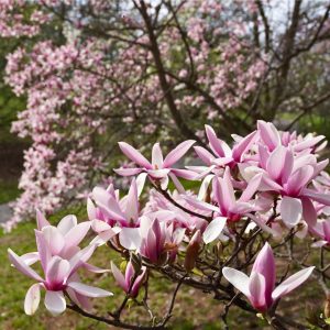 pink saucer magnolias in peak bloom