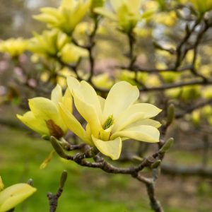 yellow magnolia in peak bloom