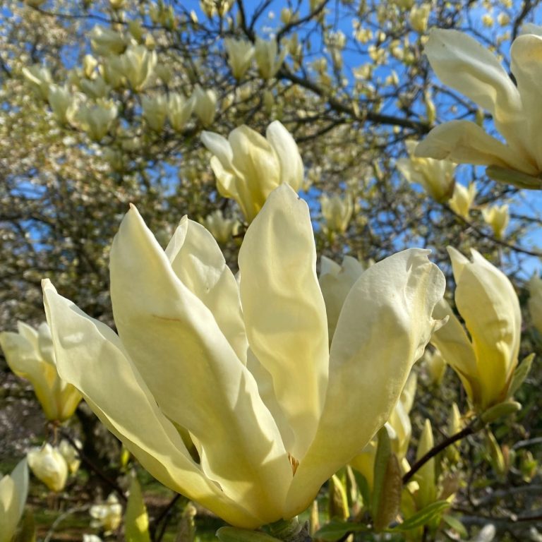 large, tulip-shaped, pale yellow magnolia flowers