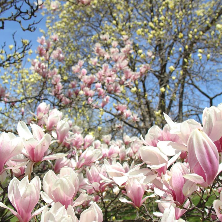 pink saucer magnolia and yellow magnolia in the background
