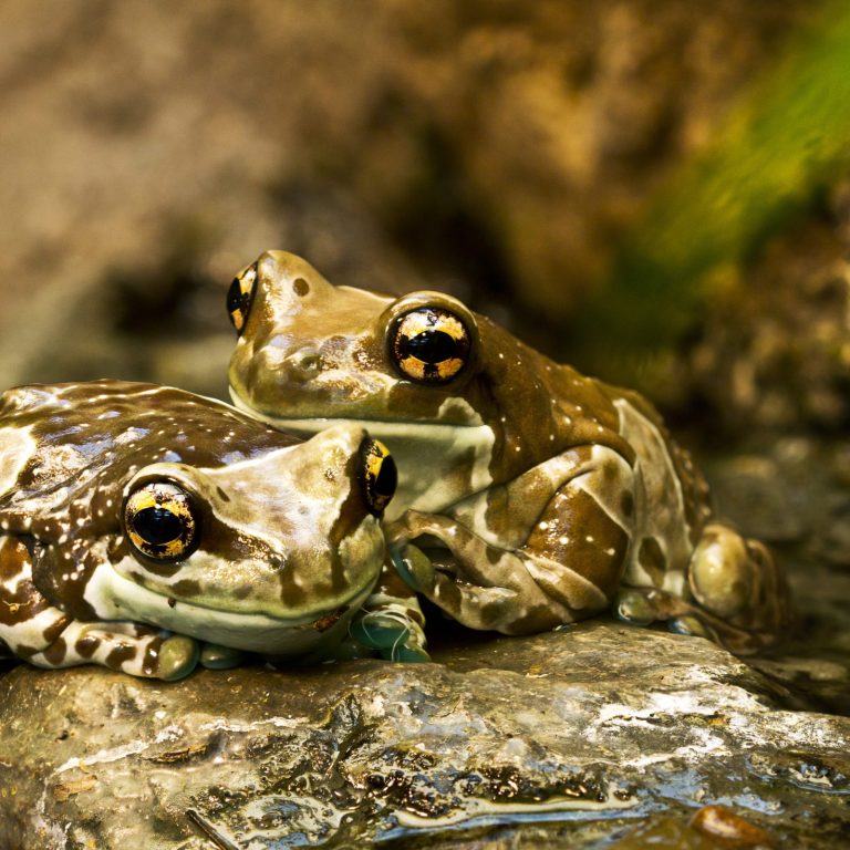 two milk frogs stacked on top of each other