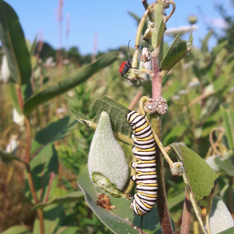 monarch caterpiller on milkweed in field