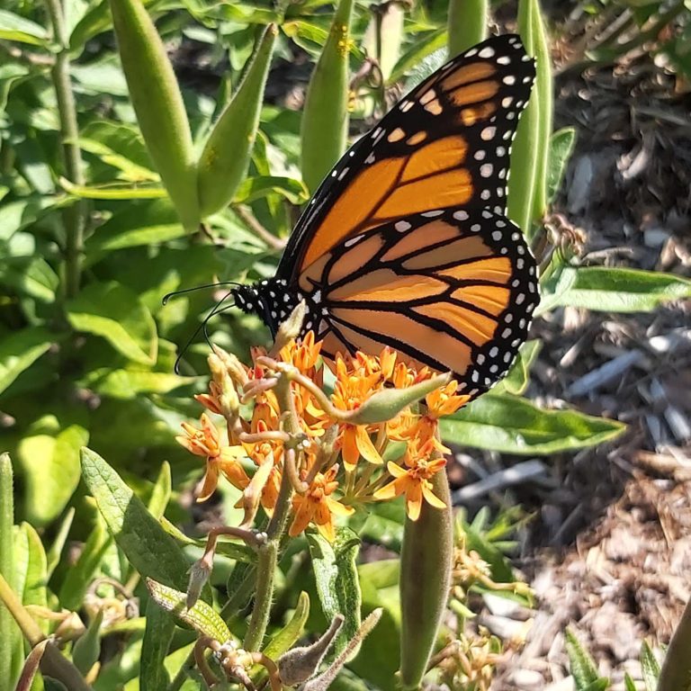 monarch on butterfly milkweed with pods