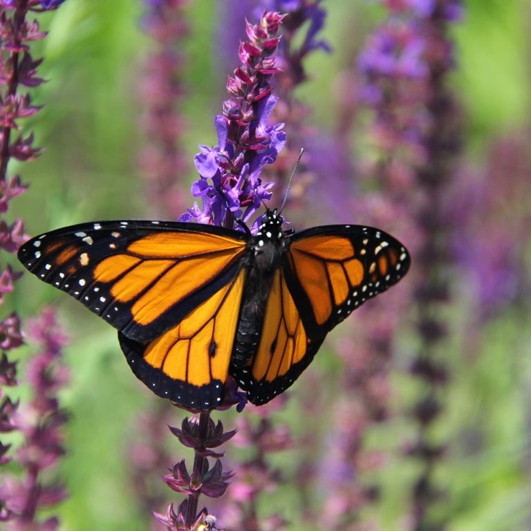 monarch butterfly on salvia