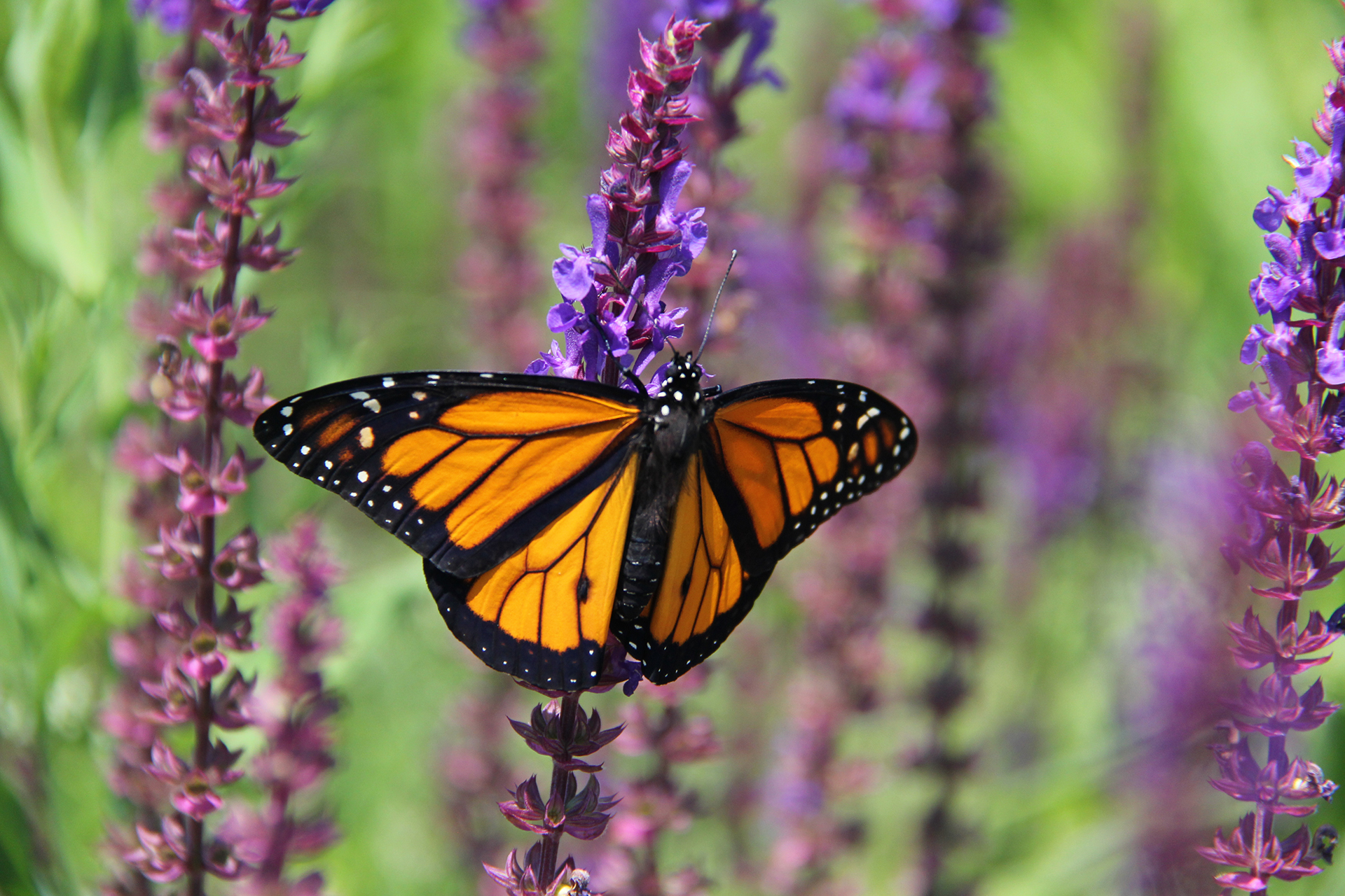 Where are the Monarchs? - Royal Botanical Gardens