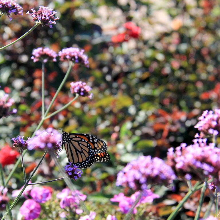 Monarch on verbena bloom in the rose garden