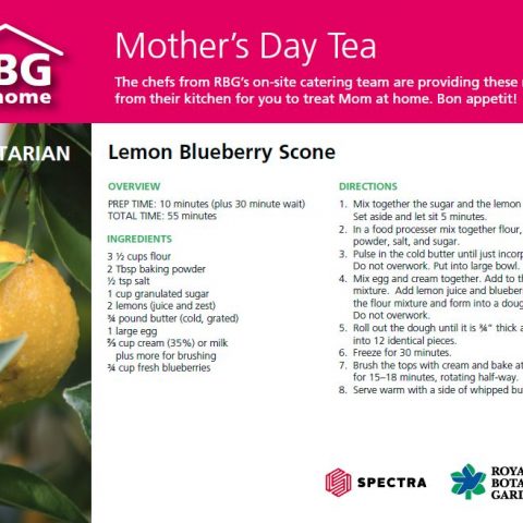 Lemon Blueberry Scone recipe