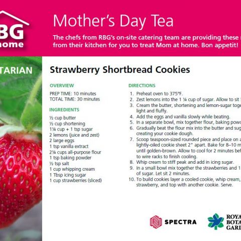 Strawberry Shortbread Cookies Recipe