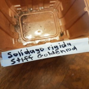 mushroom-tub-w-tape-label plastic mushroom container with Stiff Goldenrod label