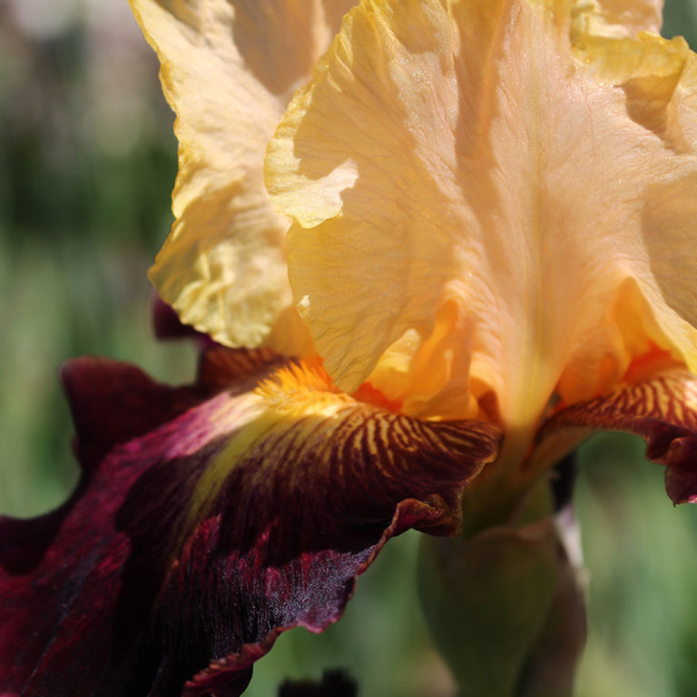 Orange And Maroon Iris Flower