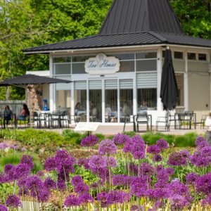 ornamental onions blooming across the Rose Garden. Tea House in background